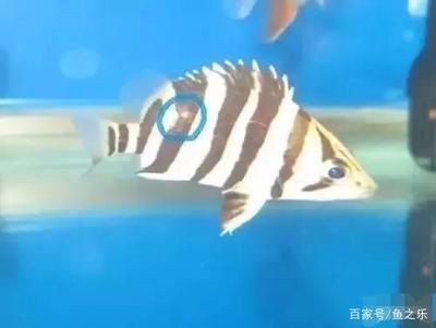東山龍魚和龍鱗魚哪個更有收藏價值，東山龍魚和龍鱗魚哪個更有收藏價值東山龍魚收藏價值對比