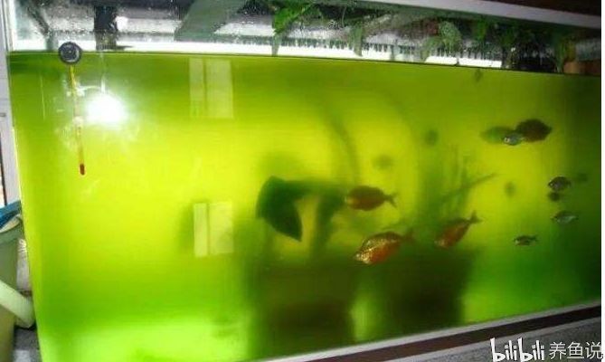 龍魚(yú)缸綠水怎么處理好