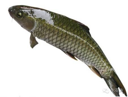 四紋虎魚營養不良癥狀，四紋虎魚營養不良的癥狀