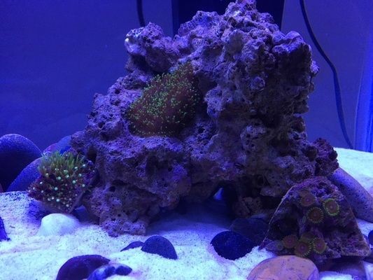 紅海魚缸養魚指南：紅海魚缸養魚指南，您可以成功地養魚：復古魚缸的魅力