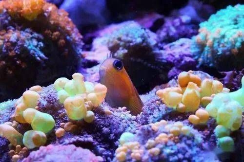 紅海魚缸養魚指南：紅海魚缸養魚指南，您可以成功地養魚：復古魚缸的魅力