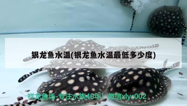 銀龍魚水溫(銀龍魚水溫最低多少度) 銀龍魚水溫(銀龍魚水溫最低多少度) 銀龍魚百科