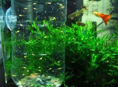 2024年國內魚缸品牌的排行榜：2024年國內魚缸品牌排行榜 2024年國內魚缸品牌的排行榜：2024年國內魚缸品牌排行榜 魚缸百科 第1張