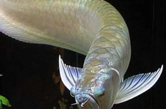 金龍魚和銀龍魚混養(yǎng) 金龍魚和銀龍魚混養(yǎng) 銀龍魚百科