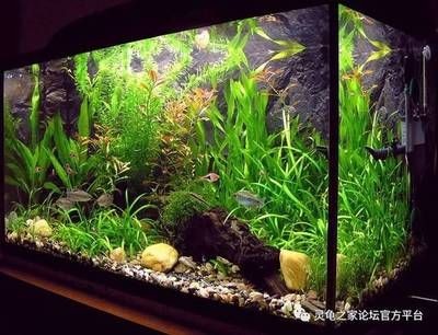 海城地區多條二手魚缸的出售轉讓信息：二手魚缸交易安全指南