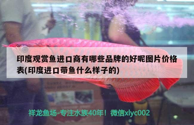 虎魚和龍魚混養怎么喂虎魚（小虎魚能和龍魚混養嗎）