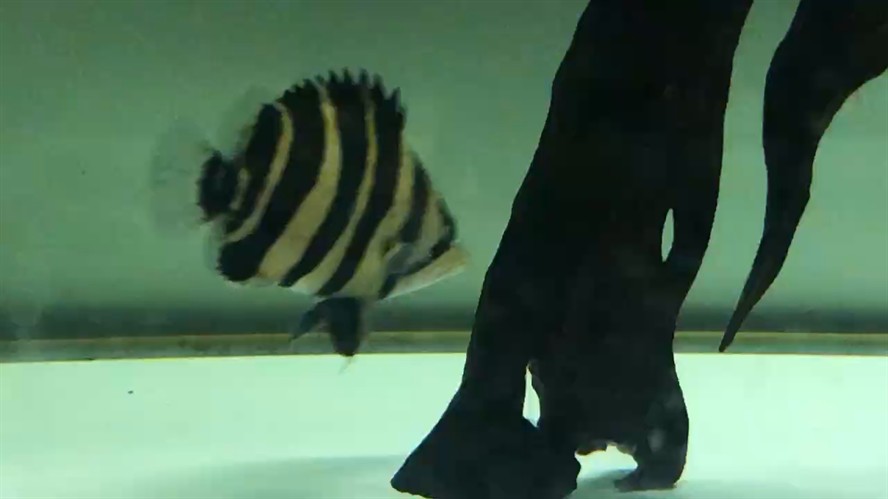 1516公分的小球虎 1516公分的小球虎 虎魚百科 第1張