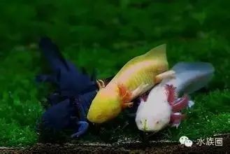 你知道龍魚為什么只養一條嘛英文怎么說