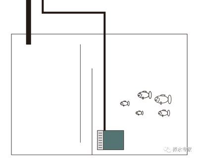 底濾魚(yú)缸維護(hù)與保養(yǎng)指南：底濾魚(yú)缸的保養(yǎng)與保養(yǎng)指南
