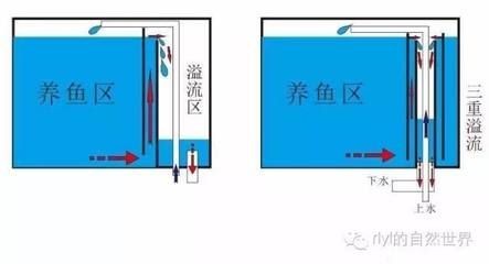 底濾魚(yú)缸維護(hù)與保養(yǎng)指南：底濾魚(yú)缸的保養(yǎng)與保養(yǎng)指南