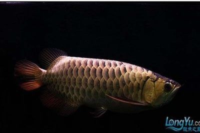 家居風水中魚缸擺放有哪些風水禁忌魚缸擺放有哪些風水禁忌：家居風水中魚缸擺放有哪些禁忌