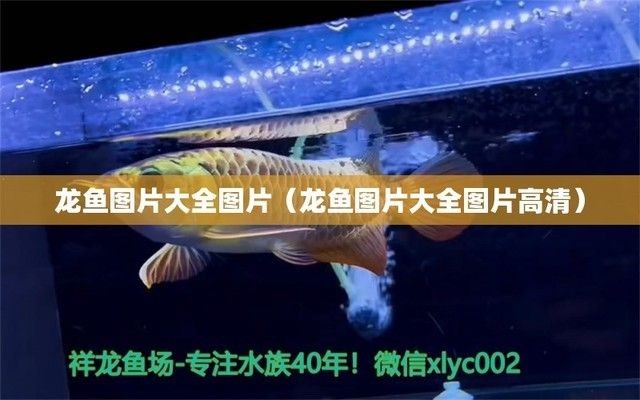 龍魚專賣店門頭圖片大全，龍魚專賣店門頭圖片