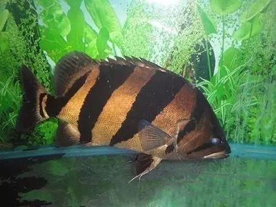 黃金河虎魚疾病恢復水溫設定，黃金河虎魚疾病恢復期水溫設定
