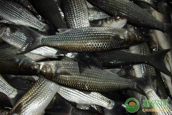 四紋虎魚(yú)疾病預(yù)防與治療，四紋虎魚(yú)疾病的預(yù)防與治療