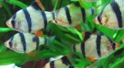 海之彩魚缸價(jià)格一般是多少：“海之彩魚缸”價(jià)格一般在一千元和8000元和8000元