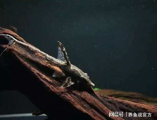 神仙魚能和銀龍魚混養(yǎng)嗎（神仙魚能和銀龍魚混養(yǎng)嗎視頻）