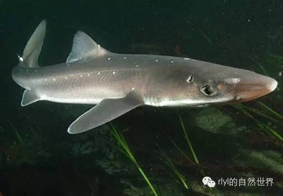 卵胎生鯊魚的生態(tài)分布，卵胎生鯊魚的生態(tài)分布受到多種因素影響卵胎生鯊魚的生態(tài)分布