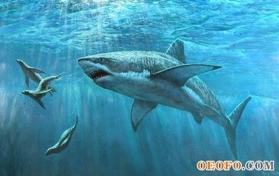卵胎生鯊魚(yú)的生態(tài)分布，卵胎生鯊魚(yú)的生態(tài)分布受到多種因素影響卵胎生鯊魚(yú)的生態(tài)分布