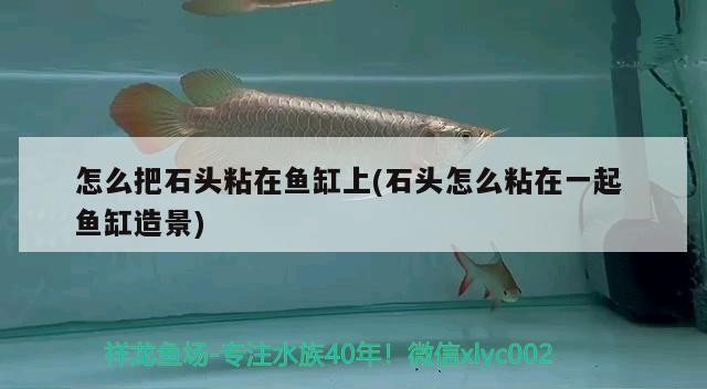 怎么把石頭粘在魚缸上(石頭怎么粘在一起魚缸造景) 怎么把石頭粘在魚缸上(石頭怎么粘在一起魚缸造景) 銀龍魚百科
