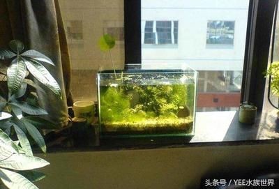 色彩斑斕的觀賞魚有哪些？：冷水觀賞魚，色彩繽紛的觀賞魚，色彩繽紛， 色彩斑斕的觀賞魚有哪些？：冷水觀賞魚，色彩繽紛的觀賞魚，色彩繽紛， 魚缸百科 第1張