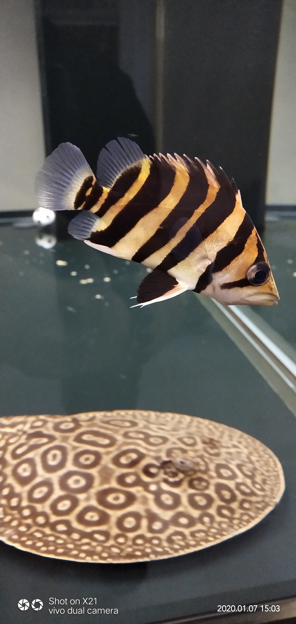 虎魚多久換水長的快