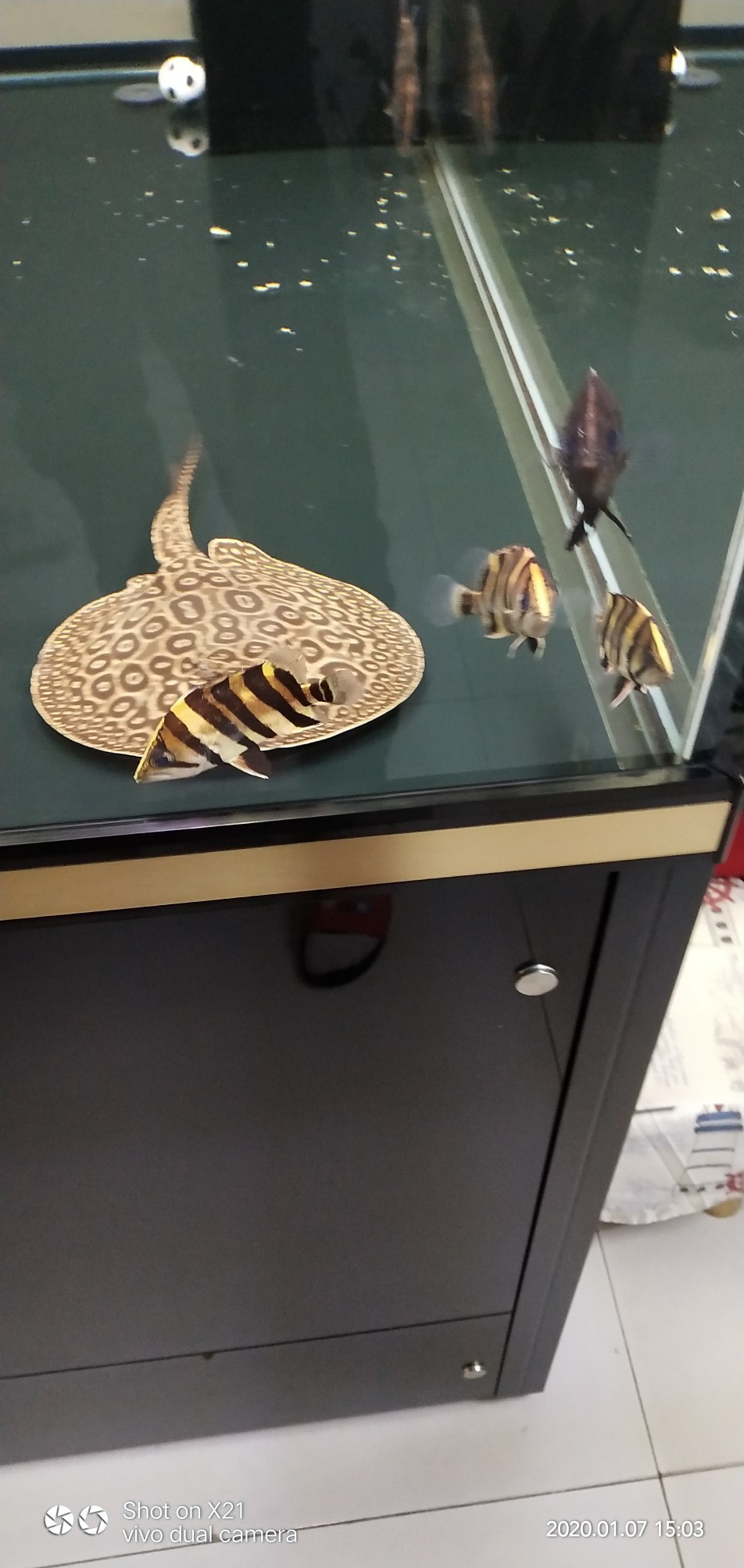 虎魚多久換水長的快