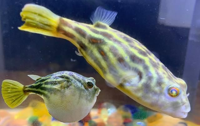 皇冠狗頭魚的顏色選擇：皇冠狗頭魚是一種大型淡水觀賞魚對魚缸的顏色選擇有一定的要求