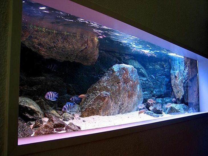 淡水魚缸海鹽的正確使用方法：淡水魚缸海鹽在淡水魚缸里放海鹽的作用