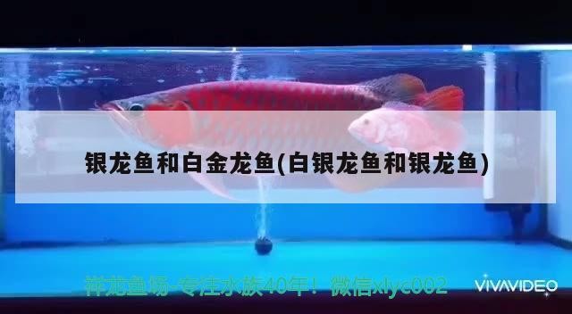 銀龍魚和白金龍魚(白銀龍魚和銀龍魚) 銀龍魚和白金龍魚(白銀龍魚和銀龍魚) 銀龍魚百科