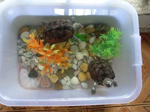 龍魚缸里養什么烏龜合適冬天養