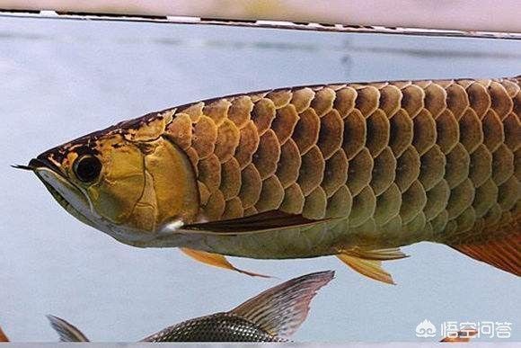 龍魚吃飽了看肚子有多大了