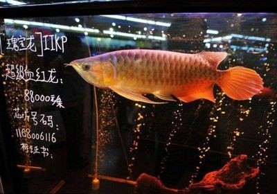 發財魚可以和金龍魚混養嗎