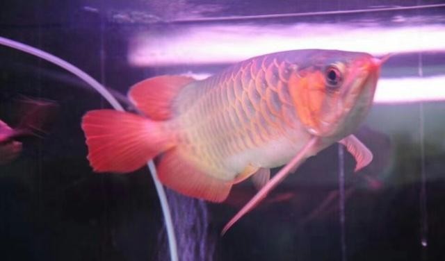 銀龍魚可以和什么魚一起養帶圖片的（銀龍魚可以和什么魚一起養帶圖片的魚） 銀龍魚可以和什么魚一起養帶圖片的（銀龍魚可以和什么魚一起養帶圖片的魚） 銀龍魚百科