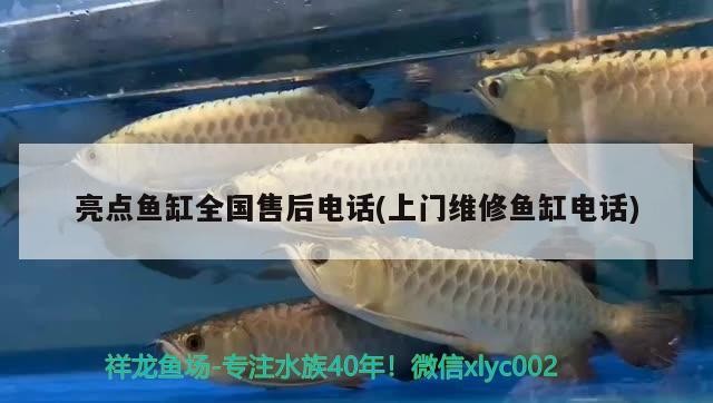 紅龍魚和虎魚混養(yǎng)視頻播放(紅龍虎魚混養(yǎng)的好壞) 虎魚百科 第2張 紅龍魚和虎魚混養(yǎng)視頻播放(紅龍虎魚混養(yǎng)的好壞) 紅龍魚和虎魚混養(yǎng)視頻播放(紅龍虎魚混養(yǎng)的好壞) 虎魚百科 第2張