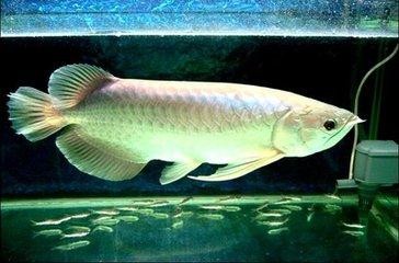 金龍魚跟銀龍魚區別