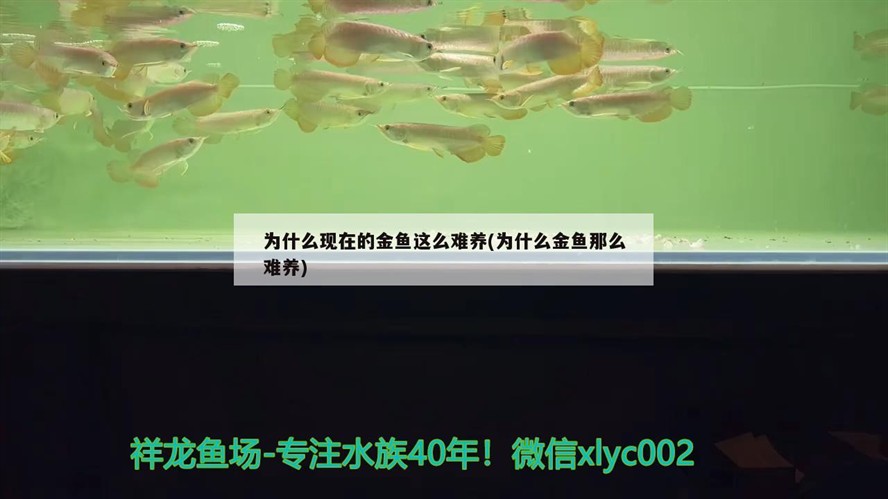 為什么現在的金魚這么難養(為什么金魚那么難養)
