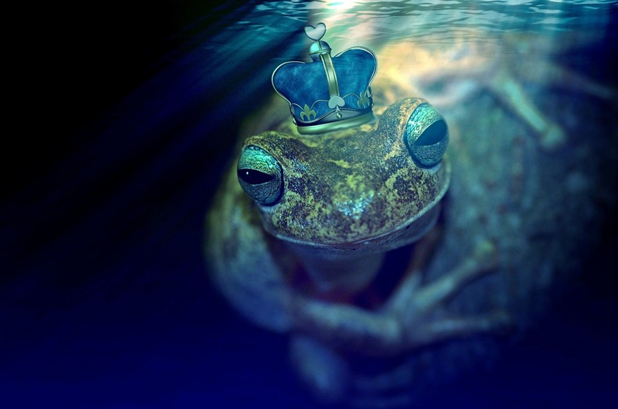 小鯊魚(yú)觀賞魚(yú)能長(zhǎng)大嗎（市場(chǎng)上賣(mài)的小鯊魚(yú)是真的鯊魚(yú)） 小鯊魚(yú)觀賞魚(yú)能長(zhǎng)大嗎（市場(chǎng)上賣(mài)的小鯊魚(yú)是真的鯊魚(yú)） 虎魚(yú)百科 第2張