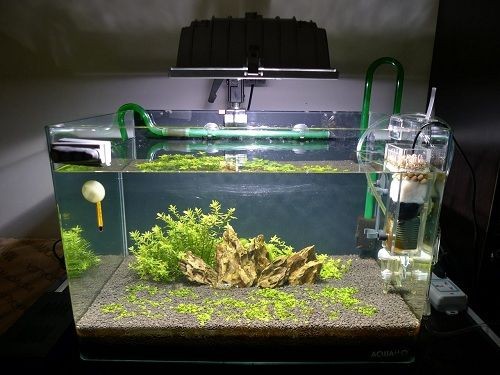 魚缸過濾石的擺放方式：觀賞魚缸生態系統的過濾石放到魚缸中的作用和作用 魚缸過濾石的擺放方式：觀賞魚缸生態系統的過濾石放到魚缸中的作用和作用 魚缸百科 第2張