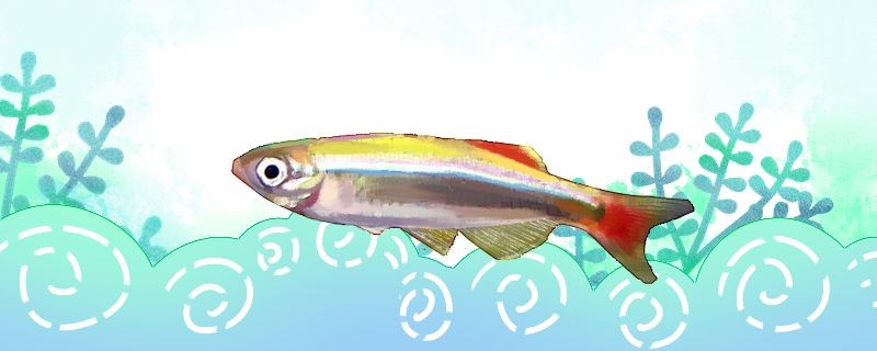 紅尾金絲魚(yú)好養(yǎng)嗎怎么養(yǎng)