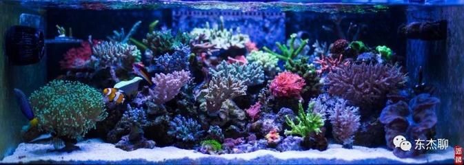 海水景觀魚(yú)缸是什么？：關(guān)于海水景觀魚(yú)缸的一些信息