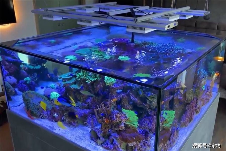 海水景觀魚(yú)缸是什么？：關(guān)于海水景觀魚(yú)缸的一些信息