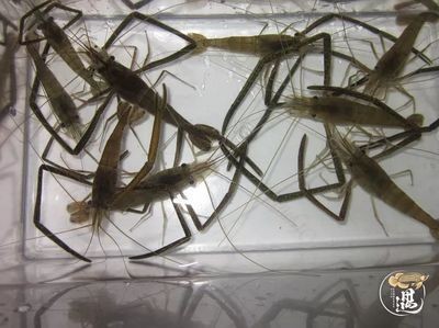龍魚吃昆蟲好嗎怎么喂食的