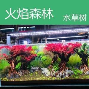 底濾魚缸裝飾的幾種方法：底濾魚缸裝飾方法