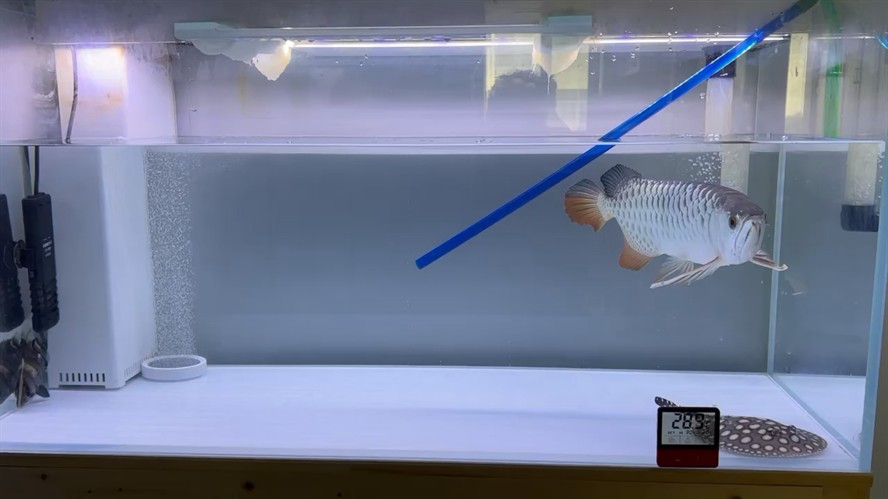 日常給魚缸三劍客龍魚、魟魚、虎魚換水 日常給魚缸三劍客龍魚、魟魚、虎魚換水 虎魚百科 第1張