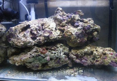 海沙放魚缸底砂是否合適，掌握這些技巧，養(yǎng)魚愛好者更好地選擇：如何選擇適合的魚缸底砂