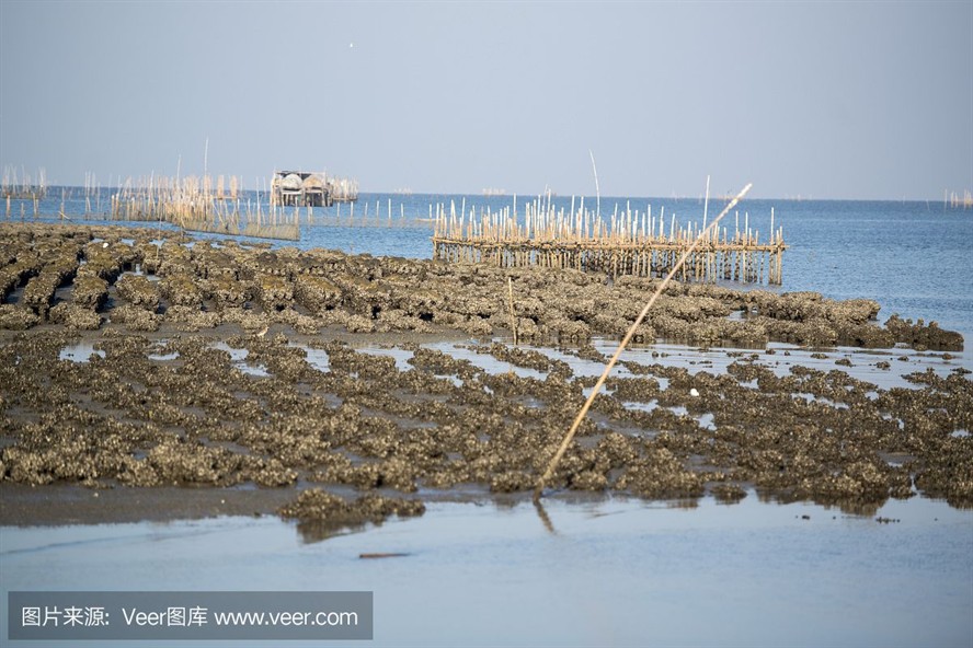 海沙放魚缸底砂是否合適，掌握這些技巧，養(yǎng)魚愛好者更好地選擇：如何選擇適合的魚缸底砂