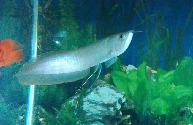 銀龍魚怎么養