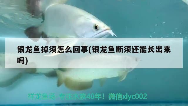 銀龍魚掉須怎么回事(銀龍魚斷須還能長出來嗎)