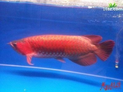 鐵甲武士魚領地意識影響因素，關于鐵甲武士魚領地意識影響因素的摘要