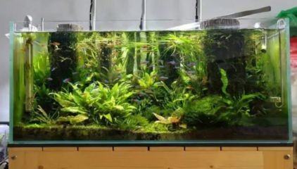 氨氮 魚缸 mg：養魚經驗分享踏火逍遙養魚經驗分享踏火逍遙的養魚經驗分享 氨氮 魚缸 mg：養魚經驗分享踏火逍遙養魚經驗分享踏火逍遙的養魚經驗分享 魚缸百科 第3張